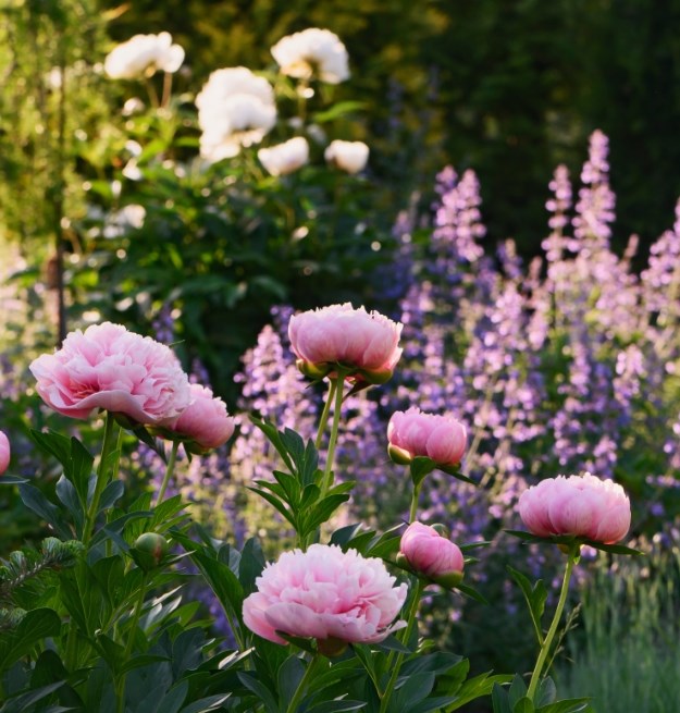 Up to 50% off Summer bulbs*