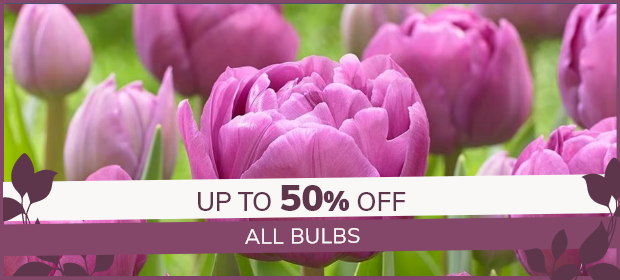 Bulb Sale: Up to 50% off