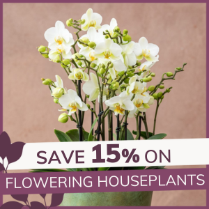 Flowering Houseplants: 15% Off