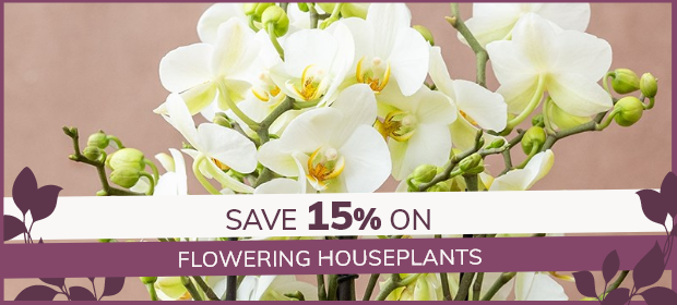 Flowering Houseplants: 15% Off