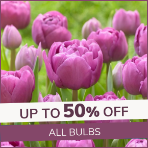 Bulb Sale: Up to 50% off