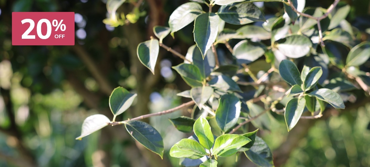 Fruit & Ornamental Trees