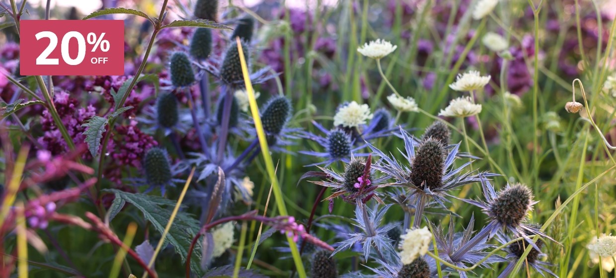 Late Summer Colour: Plants