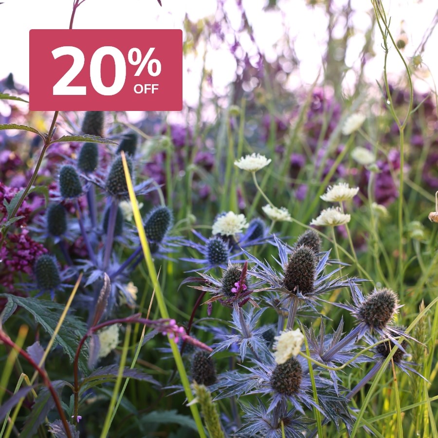 Late Summer Colour: Plants