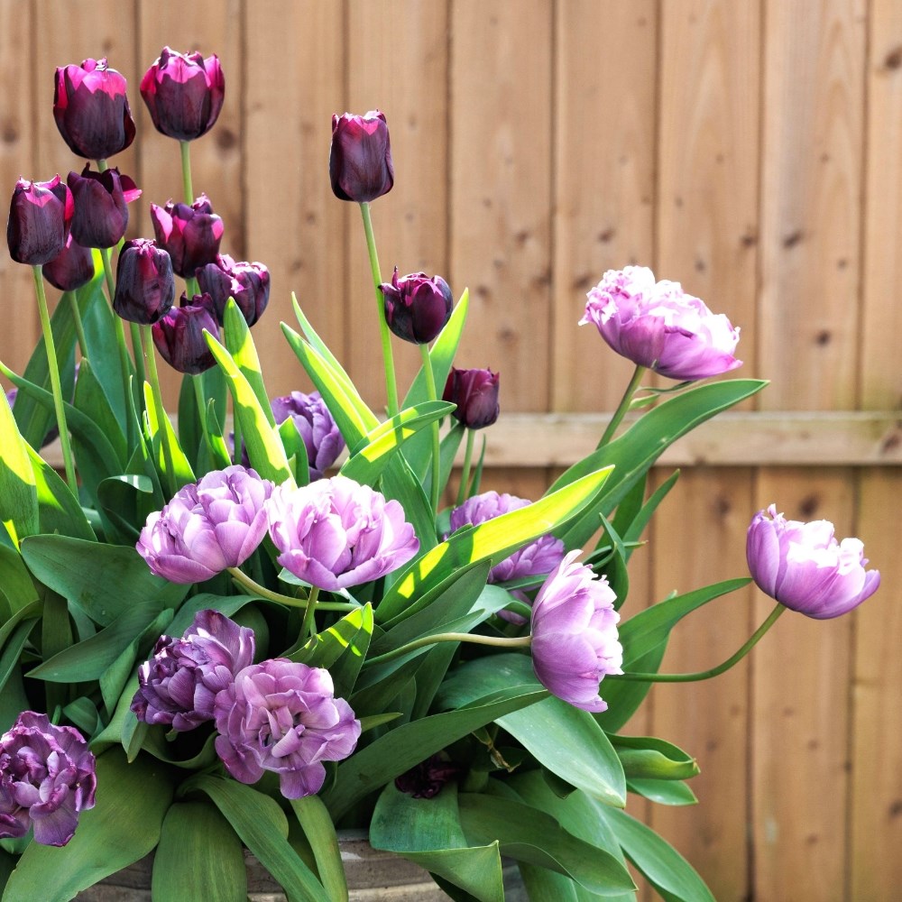Spring Flowering Bulbs
