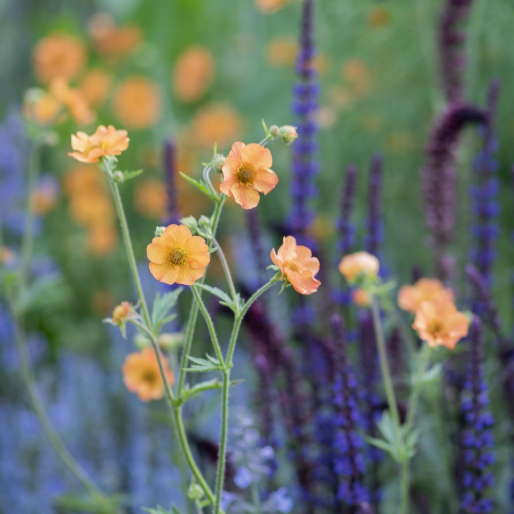In-season plants