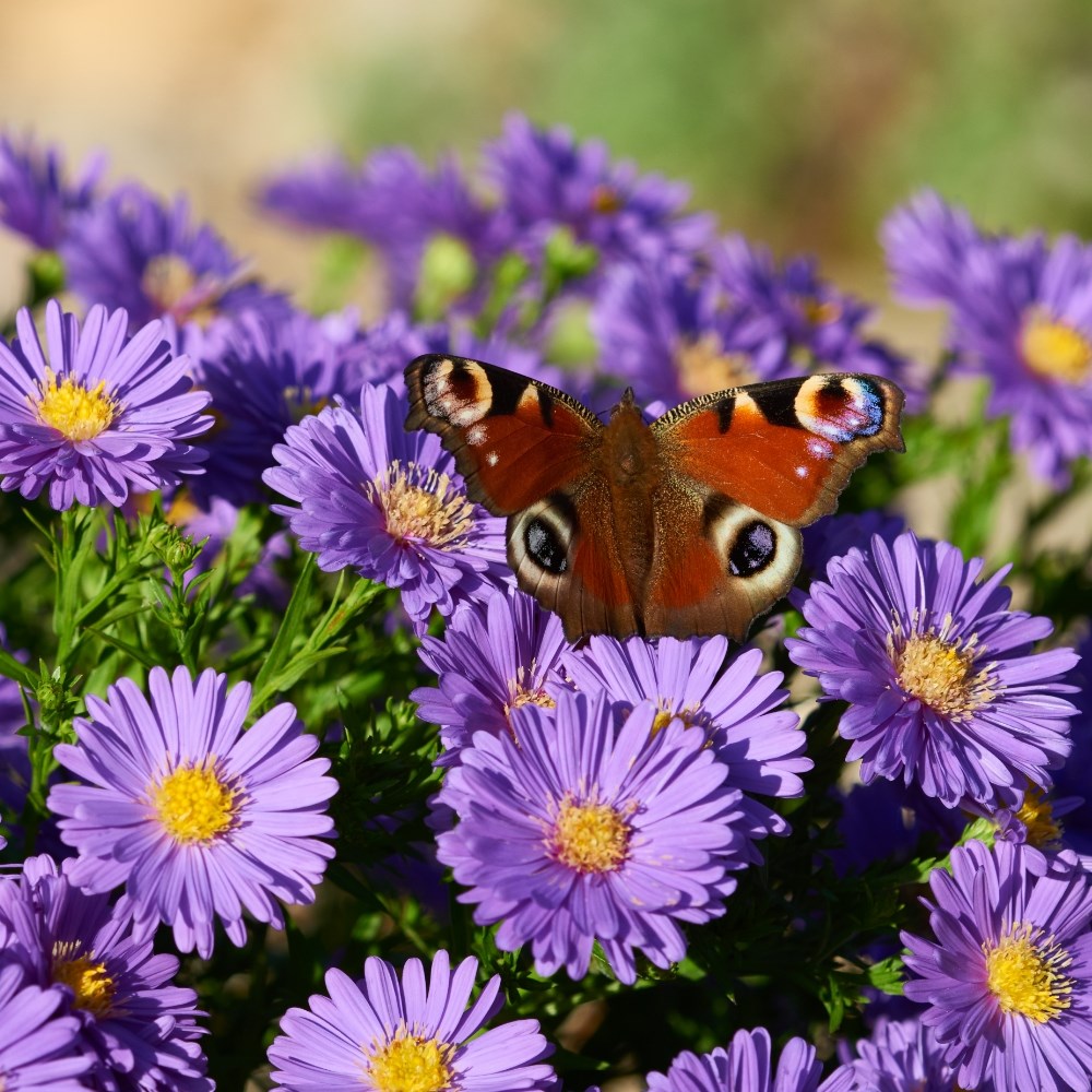 Pollinator friendly plants
