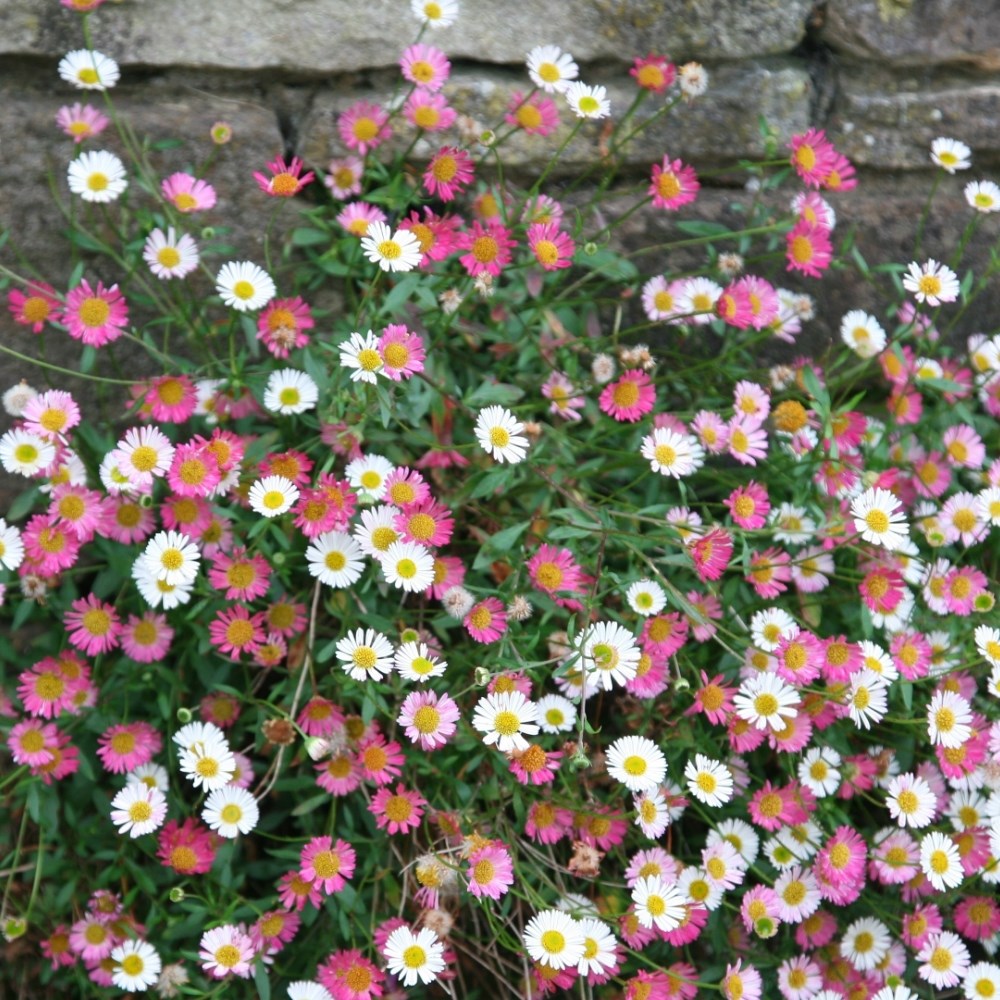 Low maintenance plants