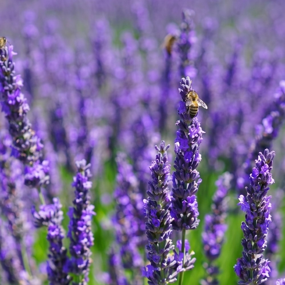 Scented plants