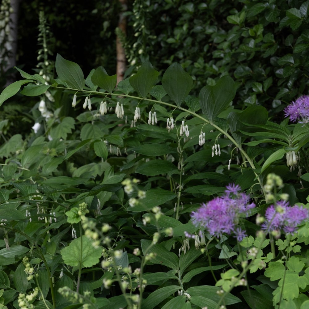 Shade loving plants