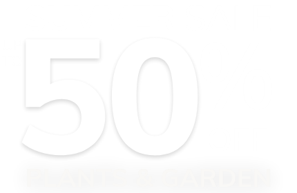 Summer Sale