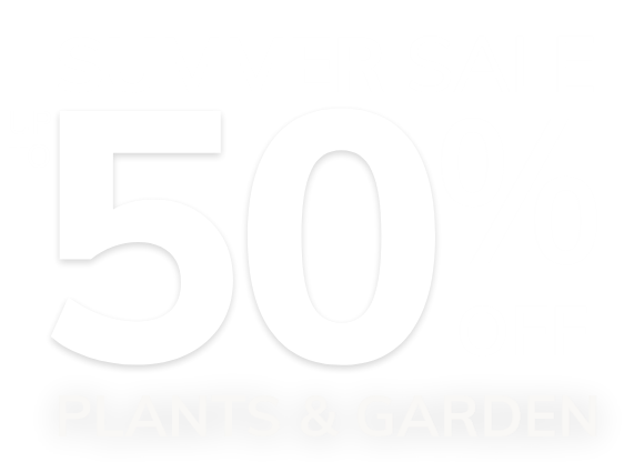 Summer Sale