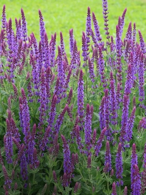 Up to 50% off Plants