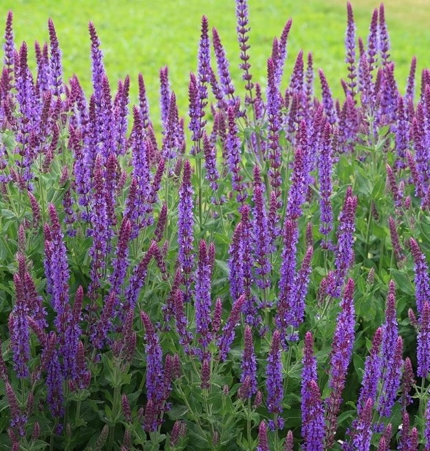 Up to 50% off Plants