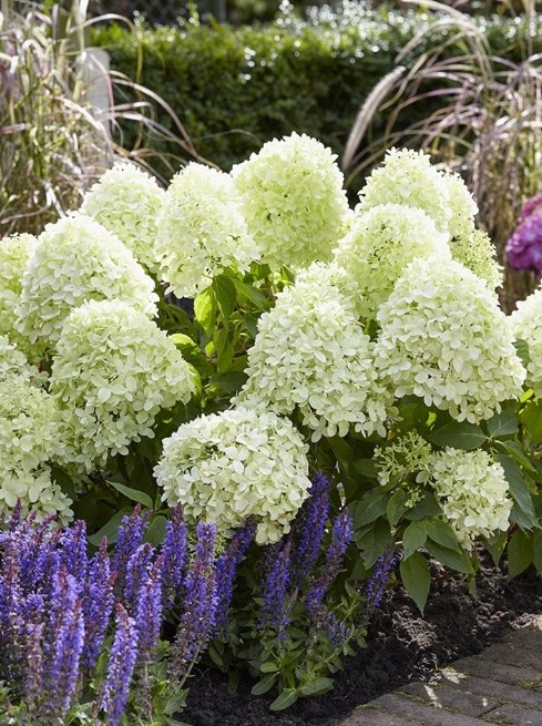 Up to 50% Off Shrubs