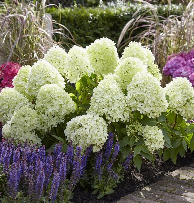 Up to 50% Off Shrubs
