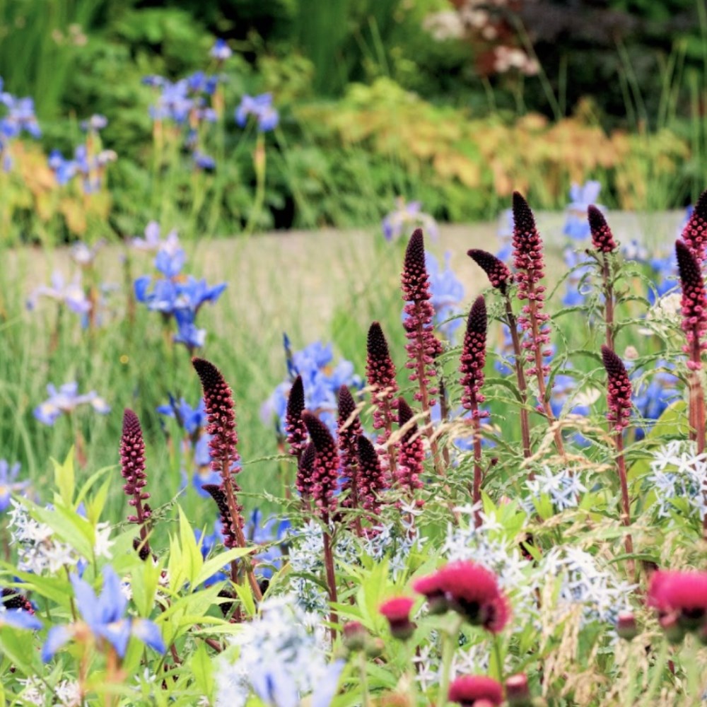 Up to 50% off perennials