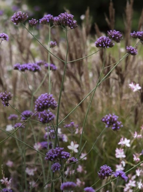 Extend the season plants