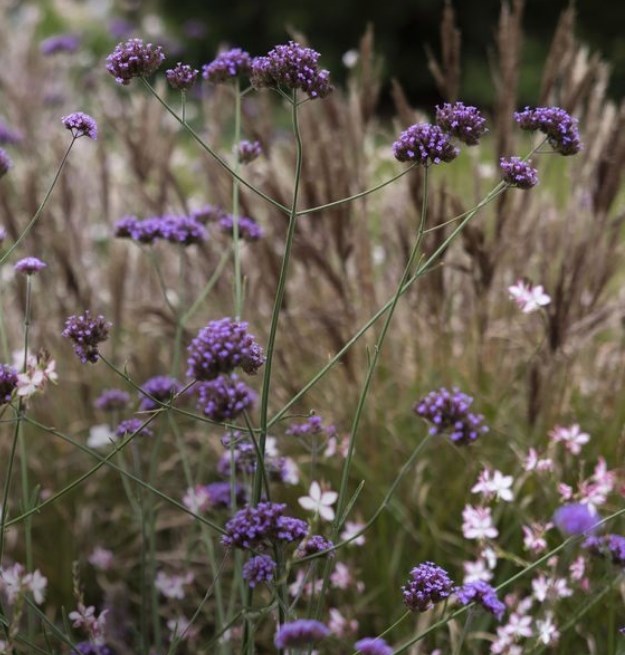 Extend the season plants