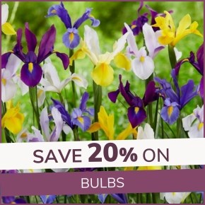 Bulbs: 20% Off