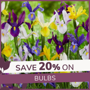 Bulbs: 20% Off