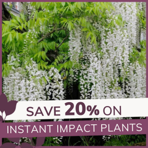 Instant Impact Plants: 20% Off