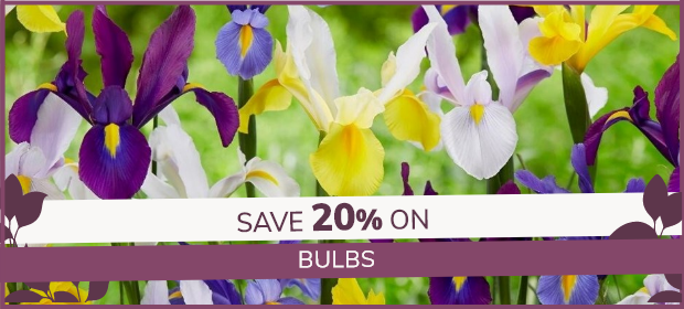 Bulbs: 20% Off