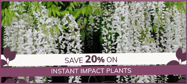 Instant Impact Plants: 20% Off