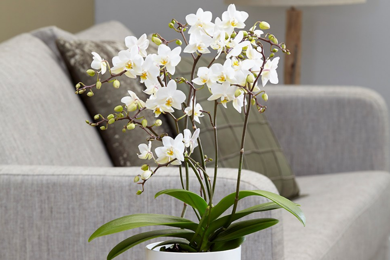 Flowering Indoor Plants