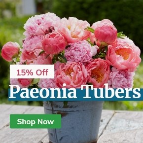 Paeonia Tubers: 15% Off