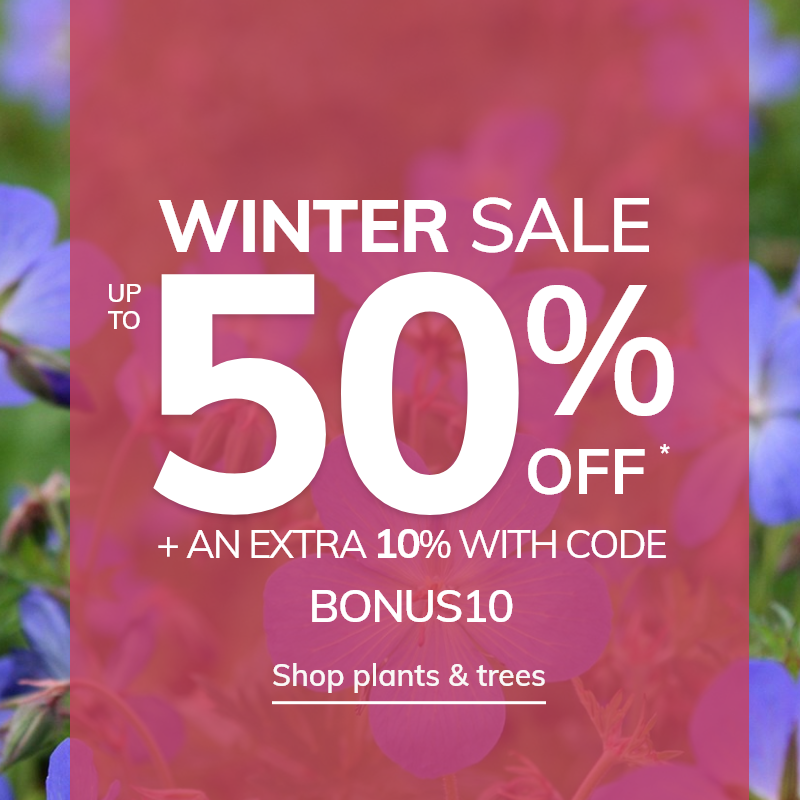 Winter Sale