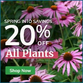 All Plants: 20% Off