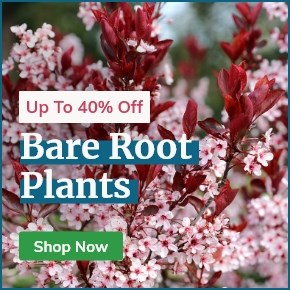 Bare Root Plants: Up to 60% Off