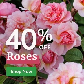 40% Off Roses