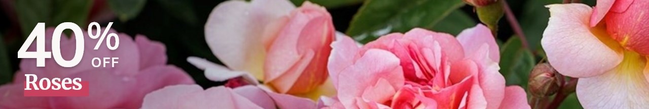 Roses: 40% Off