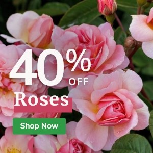 Roses: 40% Off