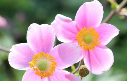 Shop Anemones