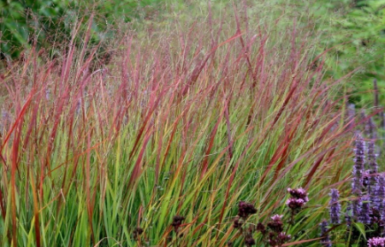 Shop Ornamental Grasses