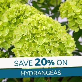 Hydrangeas: 20% off