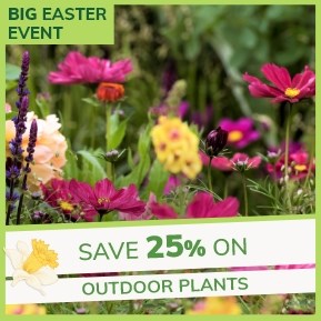 Big Easter Event | Save 25% on Outdoor Plants