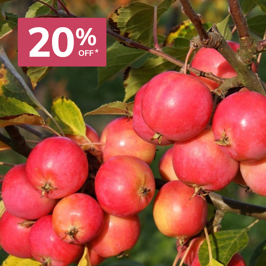 20% off Bare Root Plants