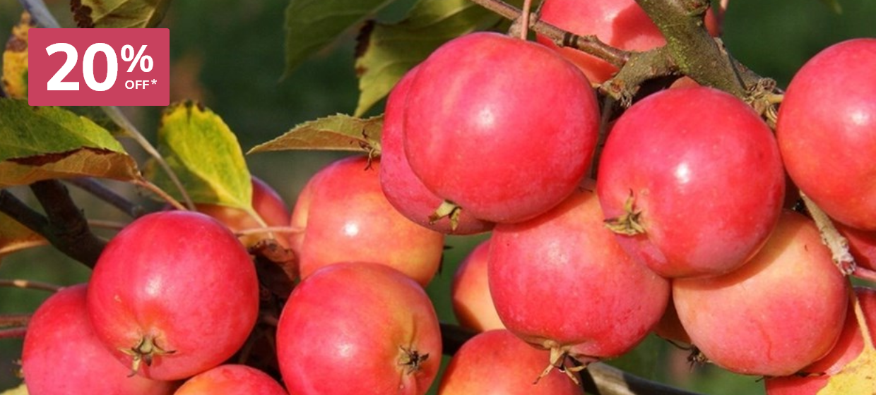 20% off Bare Root Plants