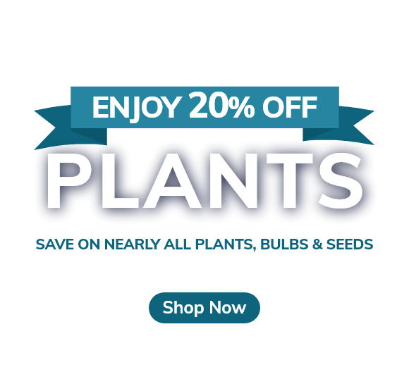 Primrose The UK's Leading Online Garden Centre