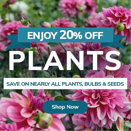 Special Offers for Everything Garden