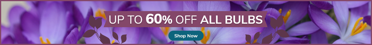 Bulb Sale: Up to 60% off