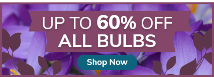 Bulb Sale: Up to 60% off