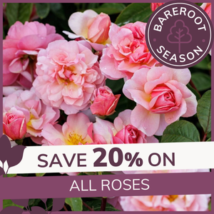 All Roses (Pre Order): 20% Off