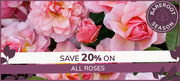 All Roses (Pre Order): 20% Off