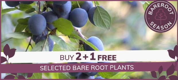 Bare Root Planting Season: 2+1 free selected