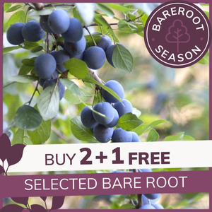 Bare Root Planting Season: 2+1 free selected